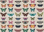 Tissu Harlequin - Papilio - rf: 120344 Flamingo/Papaya/Loganberry